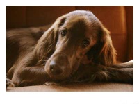 image of irish_setter