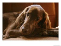 image of irish_setter #3