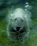 image of ice_bear