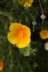 image of flower