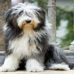 image of animal