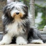 image of bearded_collie #34