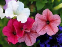 image of petunia #27