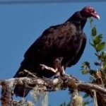 image of bird