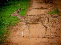image of animal