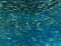 image of animal