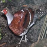 image of bird