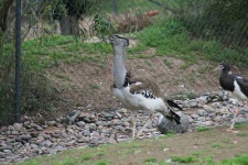 image of bustard