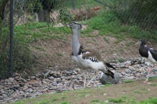 image of bustard #4