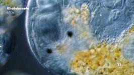 image of parasitic_flatworms