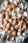 image of egg_shell