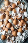 image of egg_shell #16