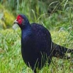 image of bird