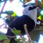 image of bird