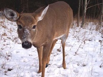 image of animal
