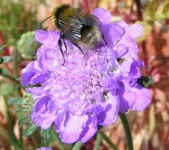 image of flower