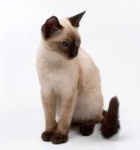 image of siamese_cat #0