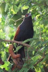 image of coucal