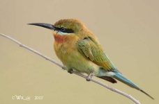 image of bee_eater #13