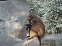 image of baboon