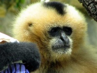 image of gibbon