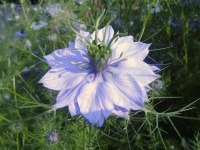 image of flower