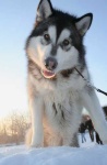 image of eskimo_dog