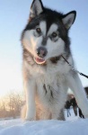 image of eskimo_dog #23