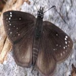 image of animal