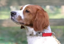image of brittany_spaniel