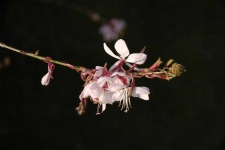 image of flower
