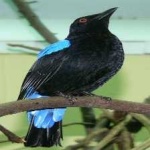 image of bird