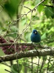 image of indigo_bunting