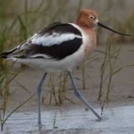 image of bird