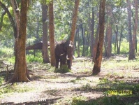 image of tusker
