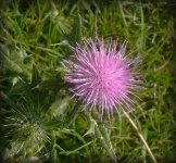 image of cardoon