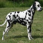 image of animal