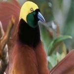 image of bird