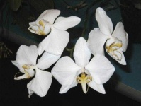 image of moon_orchid #32