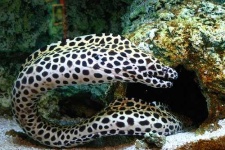 image of eel