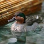 image of teal_duck #12