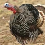 image of bird