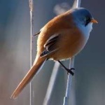 image of bird