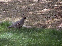 image of quail