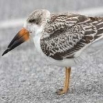 image of bird