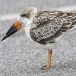 image of black_skimmer #28