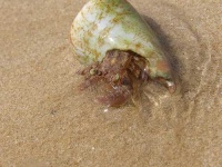 image of hermit_crab