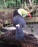 image of toucan