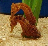image of sea_horse
