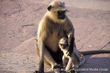 image of langur